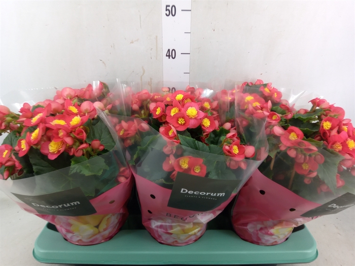 <h4>Begonia elat. HL 'Valentino Pink'</h4>