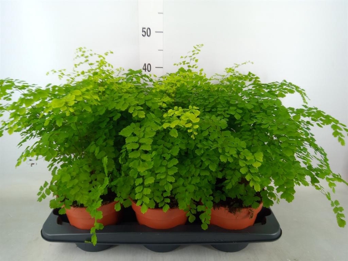 <h4>Adiantum raddi. 'Fragrans'</h4>