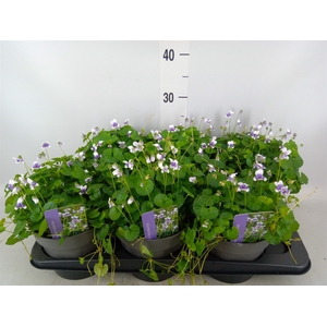 Viola hederacea