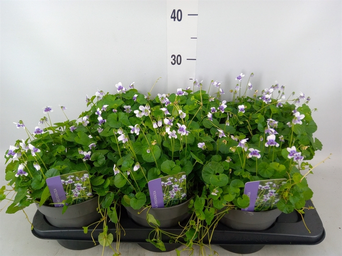 <h4>Viola hederacea</h4>