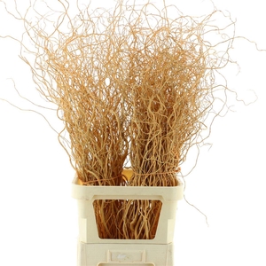 Salix Golden Curls Klb Zalm