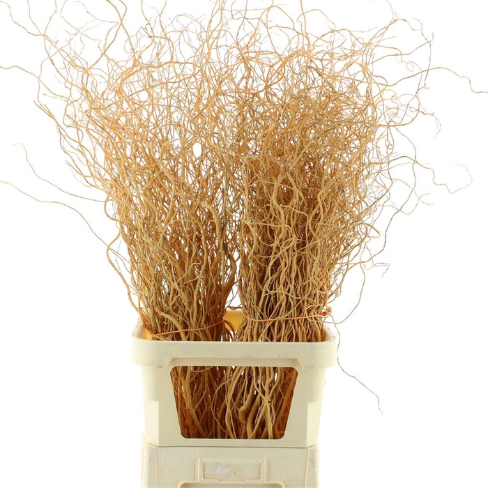 <h4>Salix Golden Curls Klb Zalm</h4>