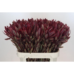 Leucadendron Jester