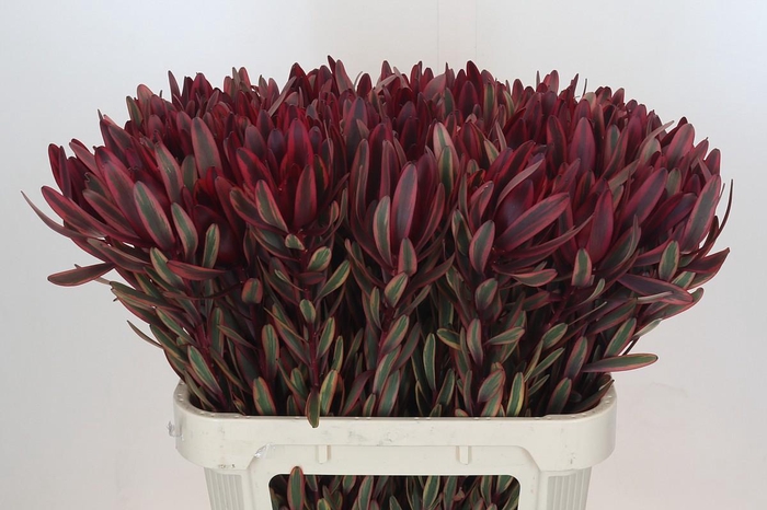 Leucadendron Jester