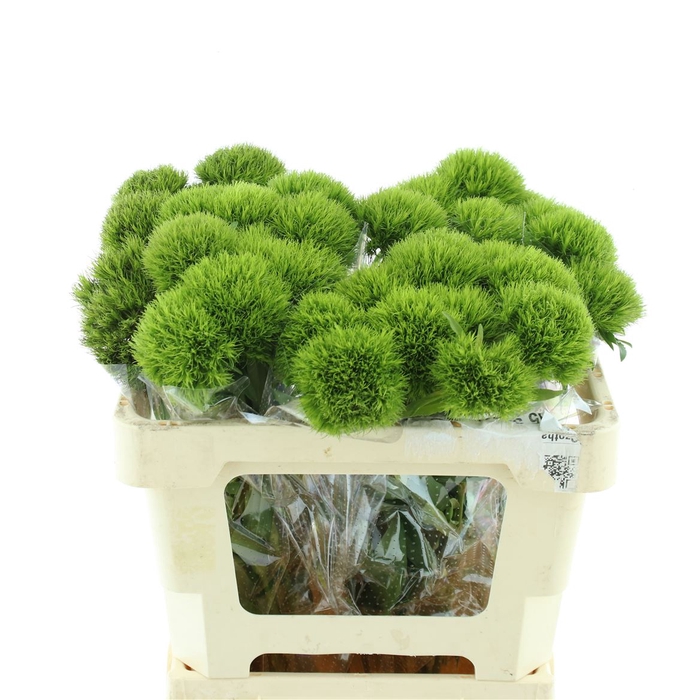 <h4>Di Barb Kiwi Mellow Extra</h4>