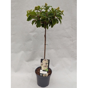 Hydrangea Paniculata Stam 'Bee Happy' 19 cm Import