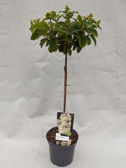 <h4>Hydrangea Paniculata Stam 'Bee Happy' 23 cm Import</h4>