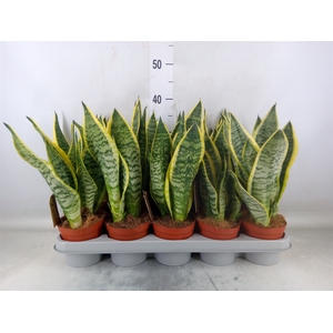 Sansevieria trifa. 'Futura Superba'