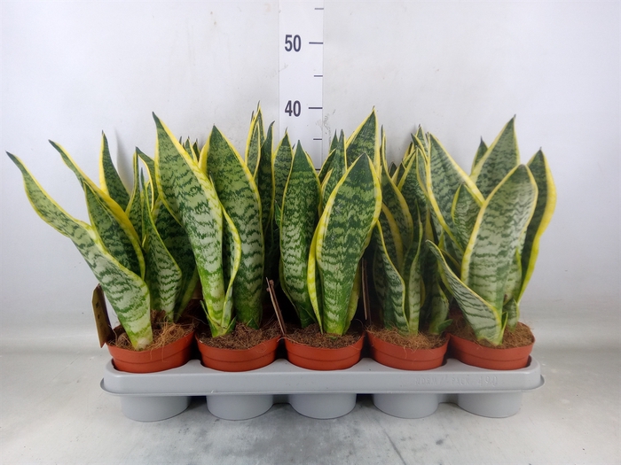<h4>Sansevieria trifa. 'Futura Superba'</h4>