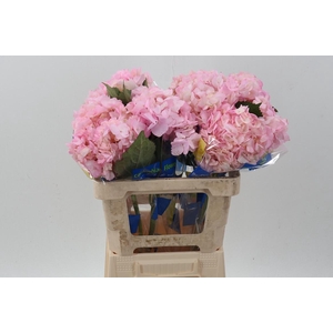 Hydr Pink Select CAT008