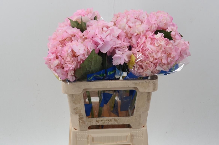 <h4>Hydr Pink Select CAT008</h4>