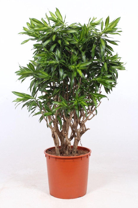<h4>Dracaena Song of Jamaica</h4>