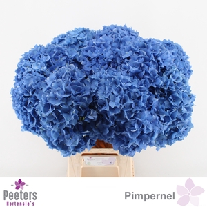 HYDR M CH PIMPERNEL
