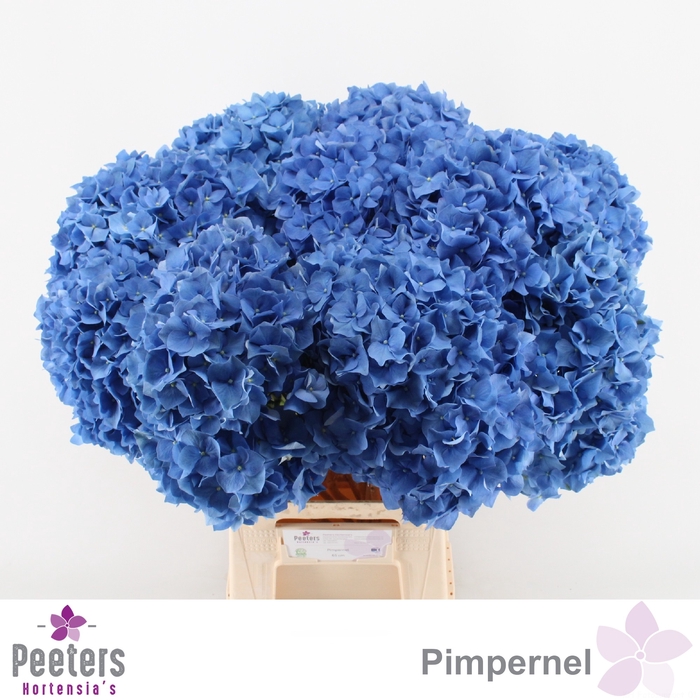 <h4>HYDR M CH PIMPERNEL</h4>