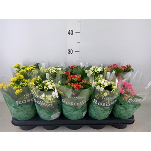 Kalanchoe blos. 'Rosalina'  ..mix 5