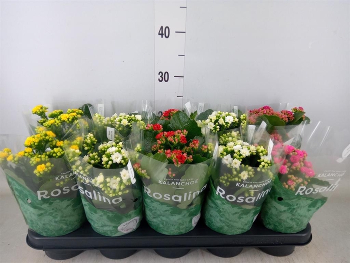 <h4>Kalanchoe blos. 'Rosalina'  ..mix 5</h4>