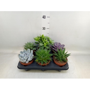 Succulents   ...mix 6