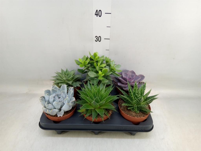 <h4>Succulents   ...mix 6</h4>