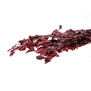 Bunch Faggio Pres. 300gr