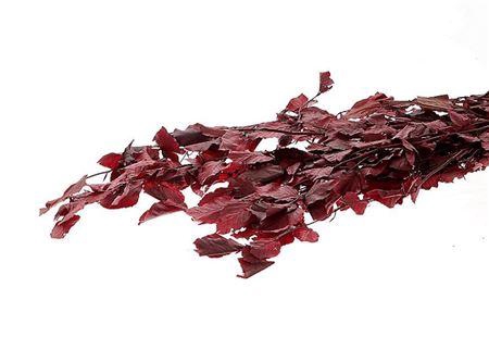 Bunch Faggio Pres. 300gr