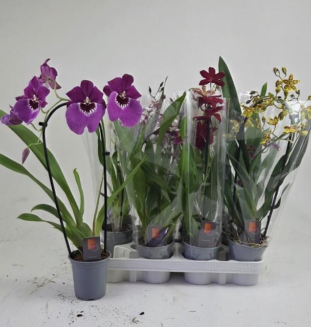 <h4>ORCHIDEEEN GEM</h4>