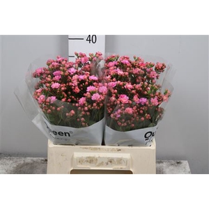 Kal Taffy Pin Meadow