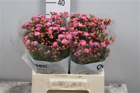 <h4>Kal Taffy Pin Meadow</h4>