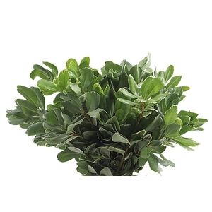 Pittosporum Ilan 50 Cm Extra