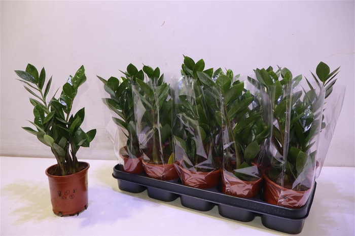 <h4>Zamio Zamiifolia</h4>