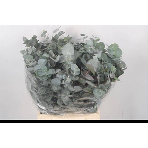 EUC CINEREA PER BOS
