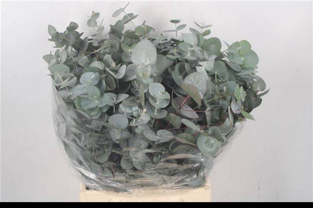 <h4>EUC CINEREA PER BOS</h4>