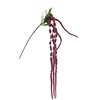 Amaranthus Pink Dark
