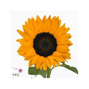 Helianthus orange fire