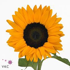 <h4>Helianthus orange fire</h4>