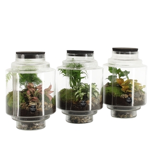 90616: Terrarium arrangement