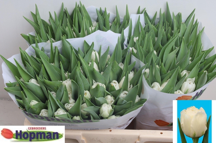 <h4>TU DU GALILEO</h4>