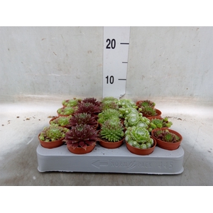 Sempervivum   ...mix