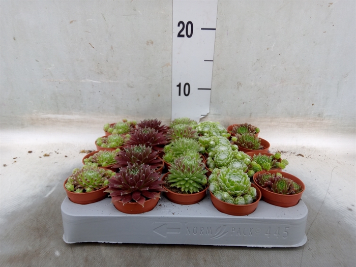 <h4>Sempervivum   ...mix</h4>