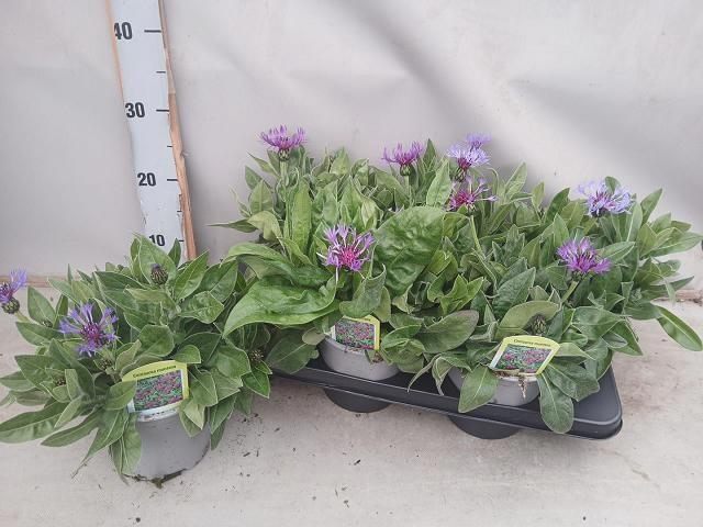 <h4>CENTAURE BLUE CARPET</h4>