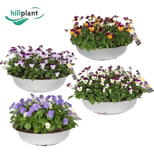 Viola (Cornuta Grp) mixkar