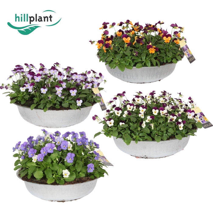 <h4>Viola (Cornuta Grp) mixkar</h4>