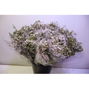 Chame Un Jupiter Sol X5