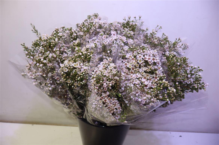 <h4>Chame Un Jupiter Sol X5</h4>