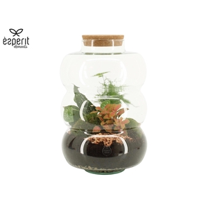 90585: Terrarium arrangement