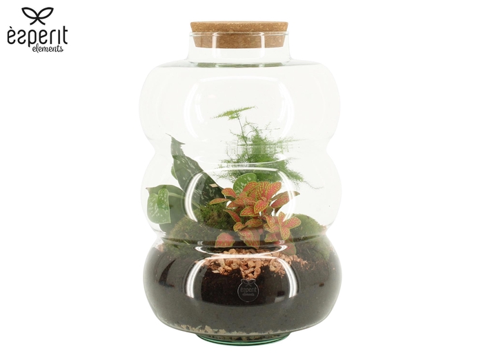 90585: Terrarium arrangement