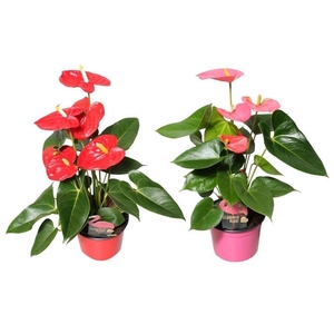 Anthurium Flamingo mix 12cm rood-roze