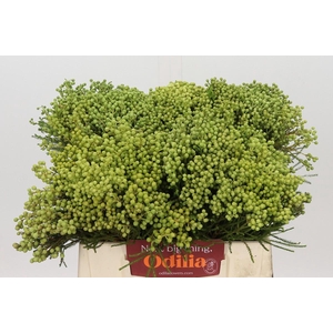 Kaaps Groen Lanuginosa