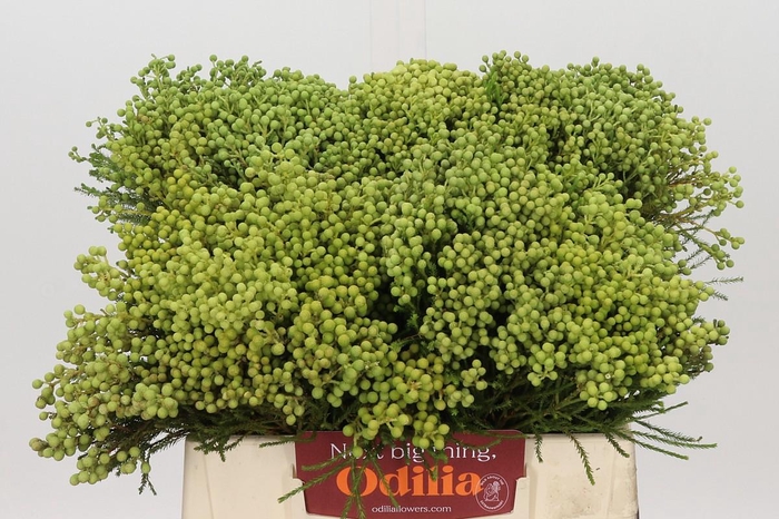 <h4>Kaaps Groen Lanuginosa</h4>