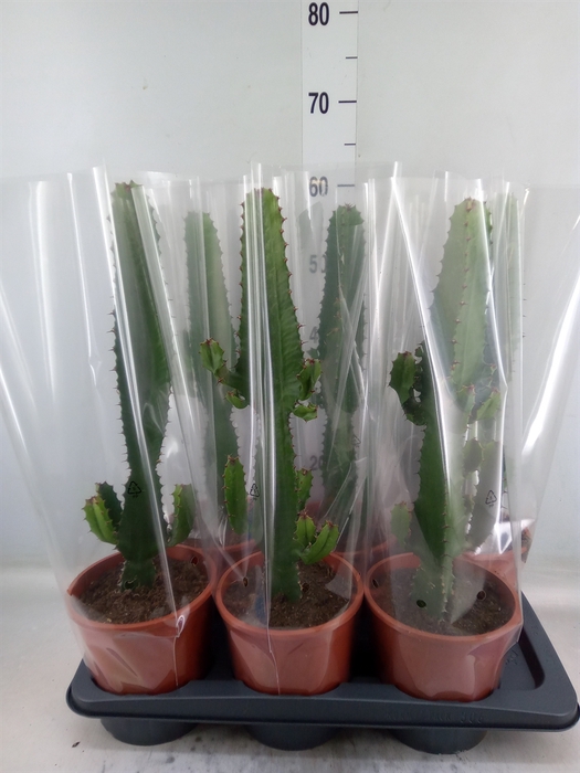 <h4>Euphorbia acrurensis</h4>