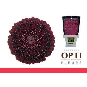 Germini Pomponi Black Pearl